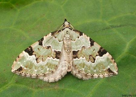 Green Carpet Colostygia pectinataria