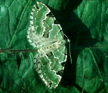 Green Carpet Colostygia pectinataria