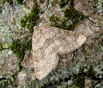 Male • Hardcastle Crags, W. Yorkshire • © Winston Plowes