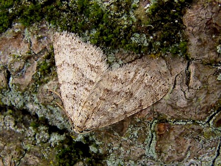 Mottled Grey Colostygia multistrigaria