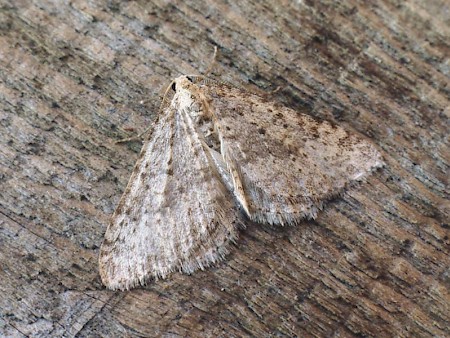 Mottled Grey Colostygia multistrigaria