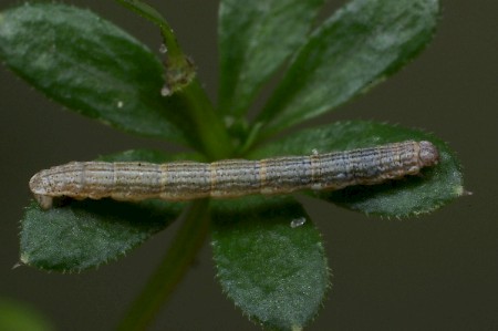 Mottled Grey Colostygia multistrigaria