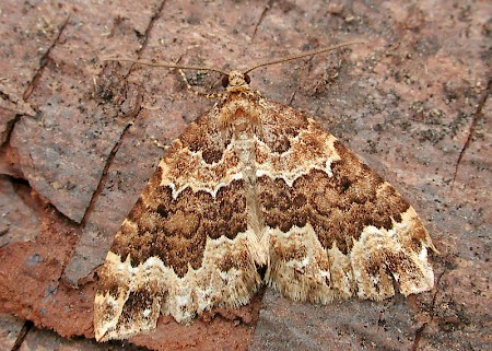 Water Carpet Lampropteryx suffumata