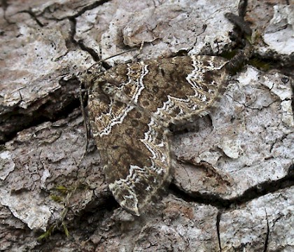 Adult • Hembury Woods, Devon • © John Walters