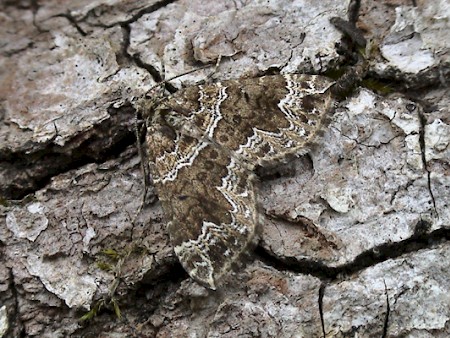 Devon Carpet Lampropteryx otregiata