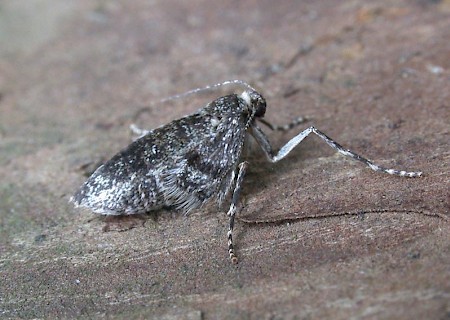 Northern Winter Moth Operophtera fagata