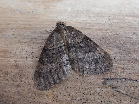 Winter Moth Operophtera brumata