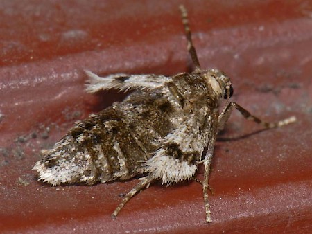 Winter Moth Operophtera brumata