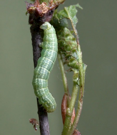 Winter Moth Operophtera brumata