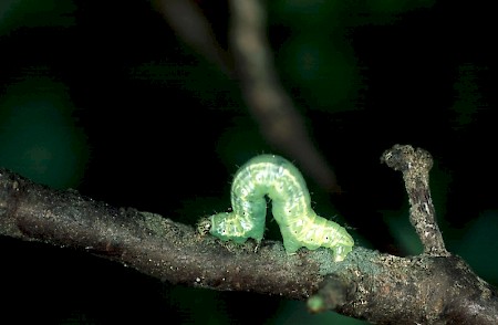 Winter Moth Operophtera brumata