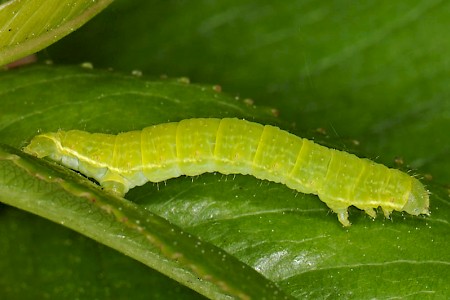 November Moth Epirrita dilutata