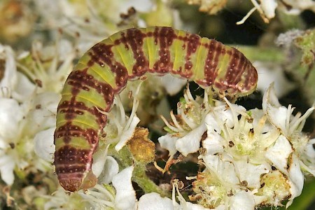 November Moth Epirrita dilutata