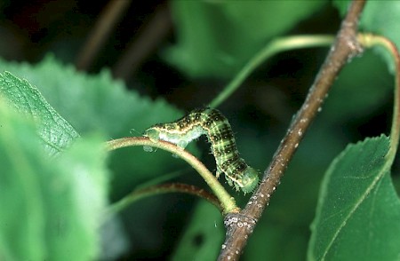 November Moth Epirrita dilutata