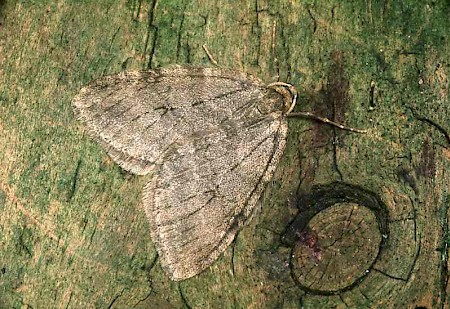 Pale November Moth Epirrita christyi