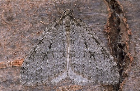 Autumnal Moth Epirrita autumnata