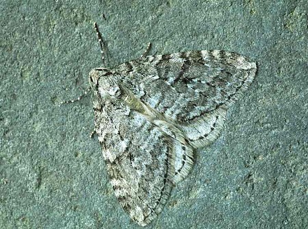 Small Autumnal Moth Epirrita filigrammaria