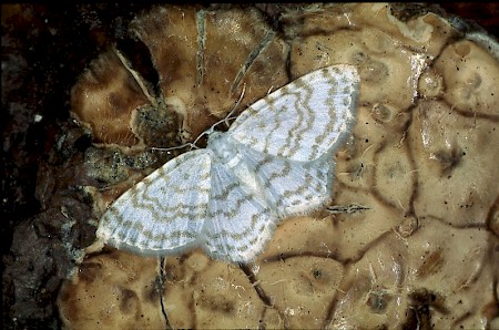 Small White Wave Asthena albulata