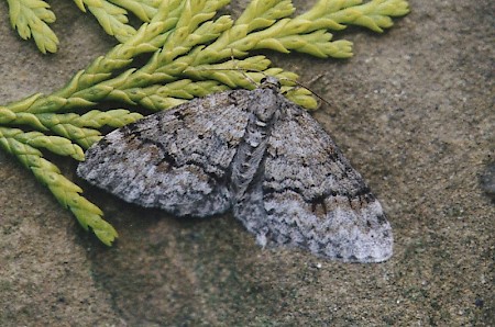 Welsh Wave Venusia cambrica