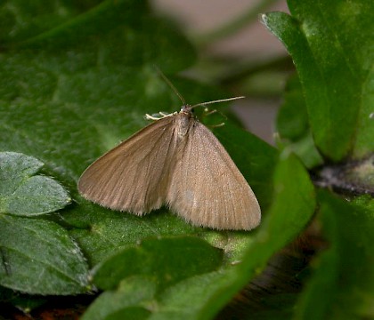 Adult • Wyre Forest, Shropshire/Worcestershire • © David Grundy