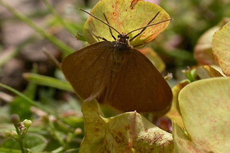 Drab Looper Minoa murinata