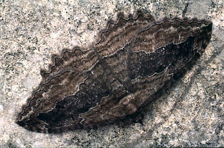 Dark Umber Philereme transversata