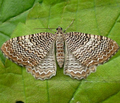 Adult • Rixton, Warrington, Cheshire, reared from larva • © Ben Smart