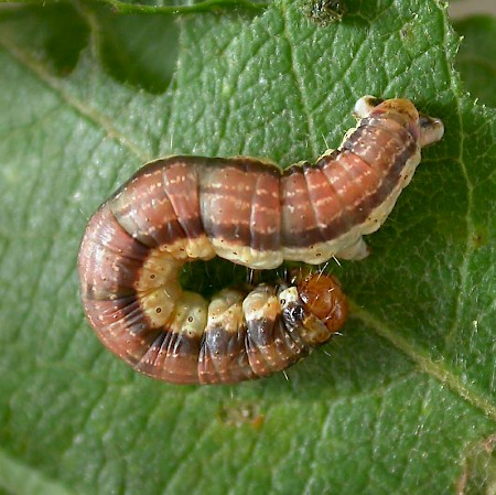 Scallop Shell Hydria undulata
