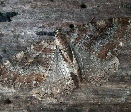 Adult • Hemingford Grey, Hunts. • © Nick Greatorex-Davies