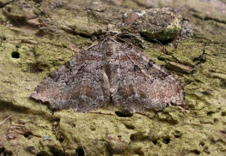 Scarce Tissue Hydria cervinalis