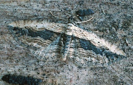 Small Waved Umber Horisme vitalbata