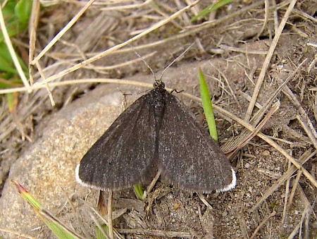 Chimney Sweeper Odezia atrata