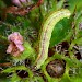 Larva • Halesowen, West Midlands • © Patrick Clement