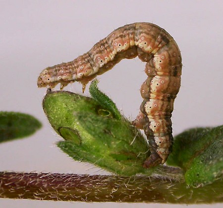 Barred Rivulet Perizoma bifaciata