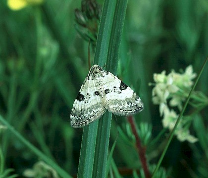 Adult • W. Invernessshire • © Roy Leverton