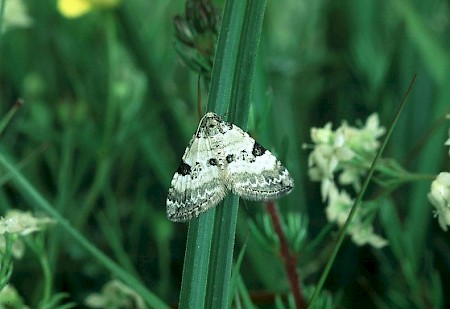 Pretty Pinion Perizoma blandiata