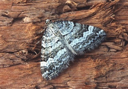 Grass Rivulet Perizoma albulata