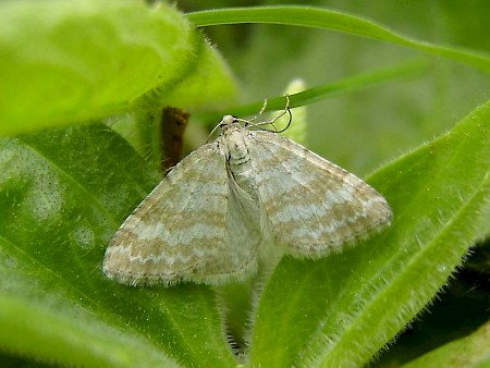 Grass Rivulet Perizoma albulata