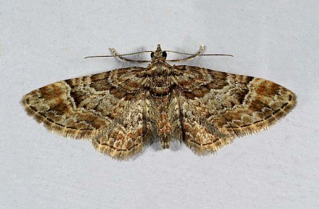 Double-striped Pug Gymnoscelis rufifasciata