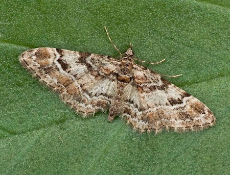 Double-striped Pug Gymnoscelis rufifasciata