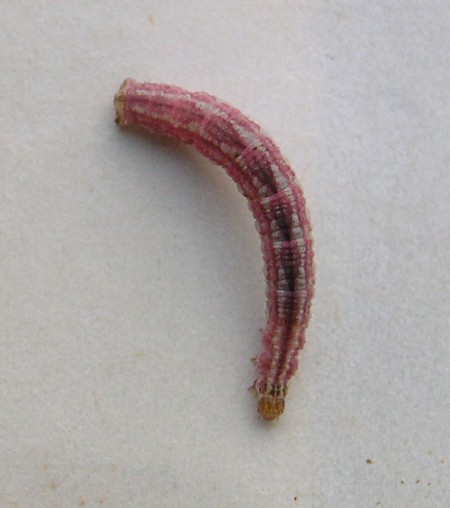 Double-striped Pug Gymnoscelis rufifasciata