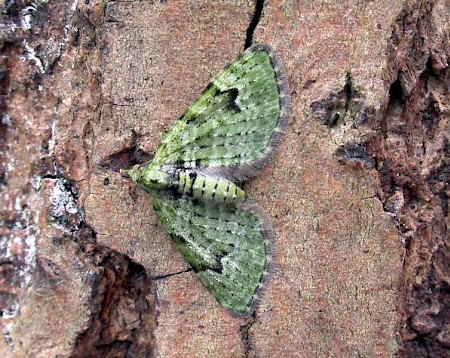 The V-Pug Chloroclystis v-ata