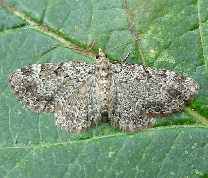 Adult • Wardley Wood, Rutland, Leics. • © Mark Skevington