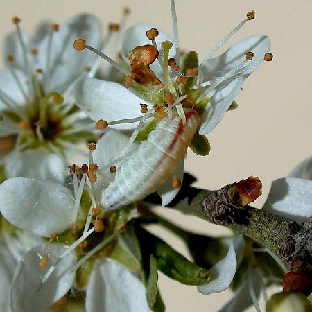 Sloe Pug Pasiphila chloerata