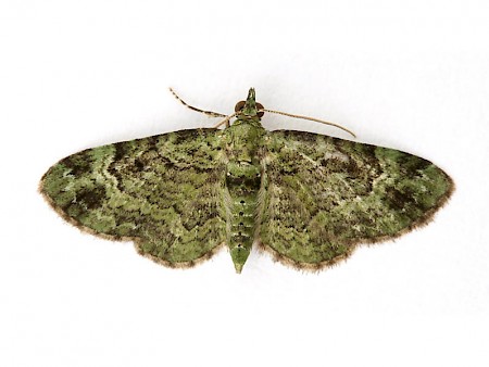 Green Pug Pasiphila rectangulata