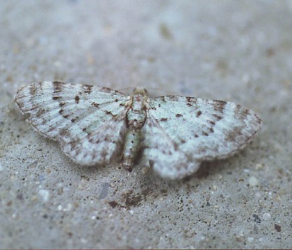 Adult • Wyre Forest, Worcs. • © Rosemary Winnall