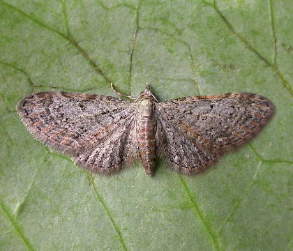 Adult • Chorlton, Gtr. Manchester, reared from larva • © Ben Smart