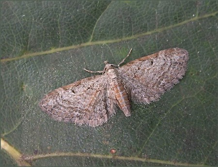 Slender Pug Eupithecia tenuiata