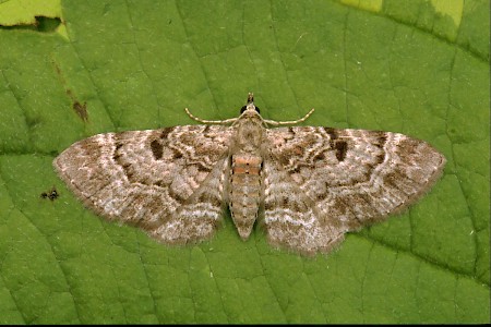 Cloaked Pug Eupithecia abietaria