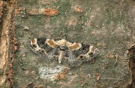 Toadflax Pug Eupithecia linariata