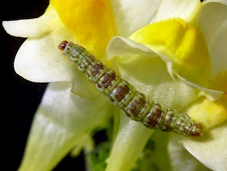 Toadflax Pug Eupithecia linariata